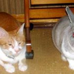 猫とウサギ