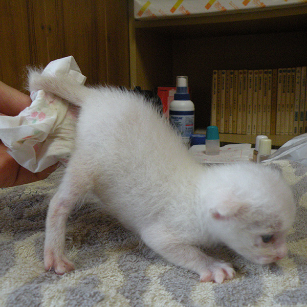 オシッコする赤ちゃん時代の白猫シロロ
