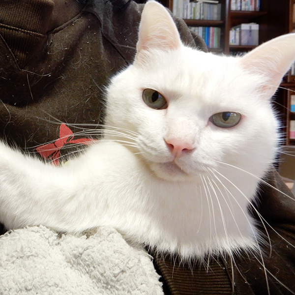 抱っこされる白猫シロロ
