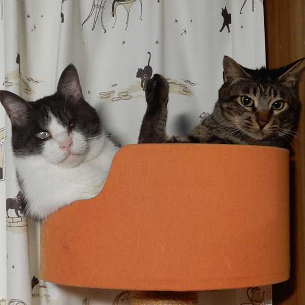 猫たちがひとつのカップベッドに