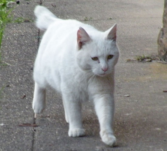 TNRした白猫チロリン