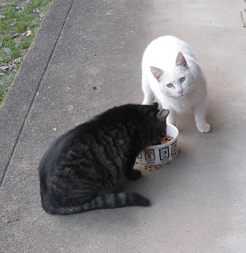 TNRした白猫チロリンとキジトラのヤマちゃん