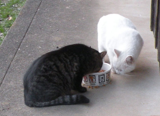 TNRした白猫チロリンとキジトラのヤマちゃん