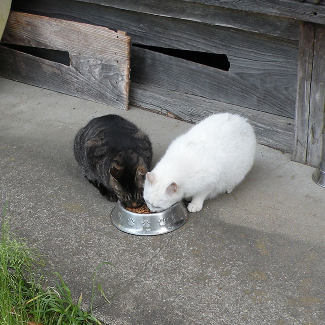 TNRした白猫チロリンとキジトラのヤマちゃん