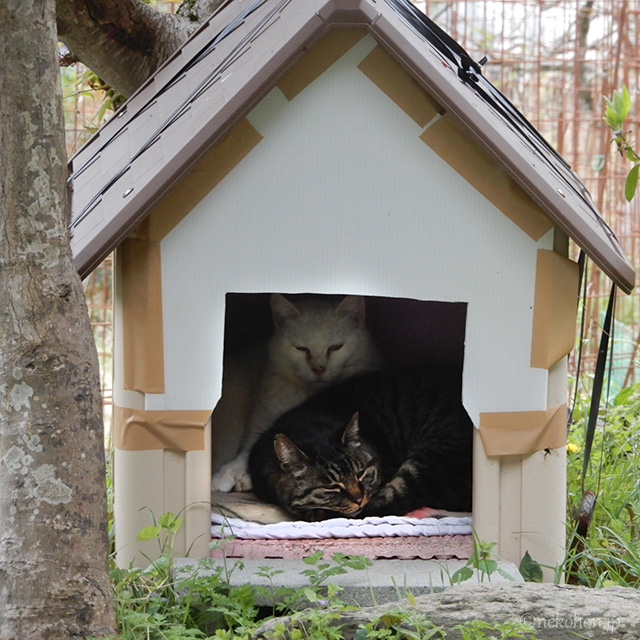 TNRした白猫チロリンとキジトラのヤマちゃん