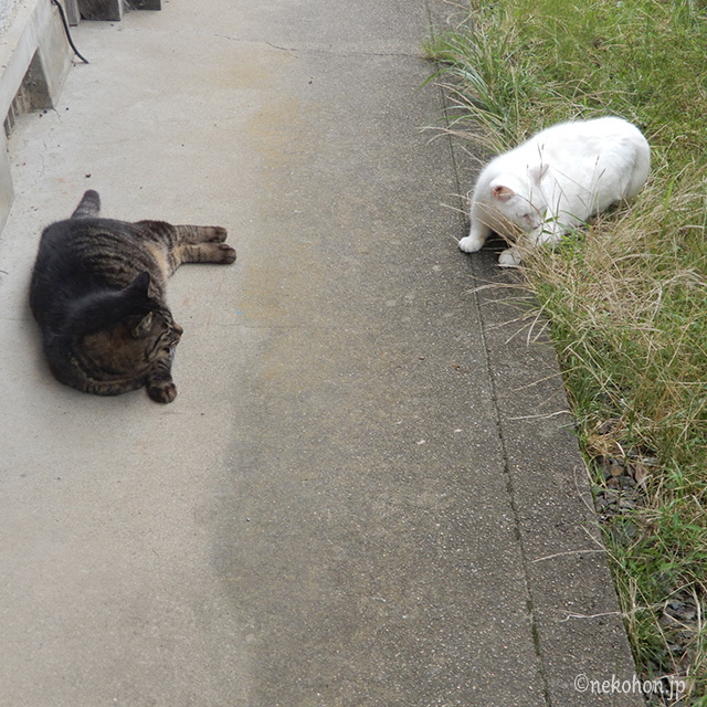 TNRした白猫チロリンとキジトラのヤマちゃん