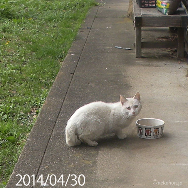 TNRした白猫チロリン