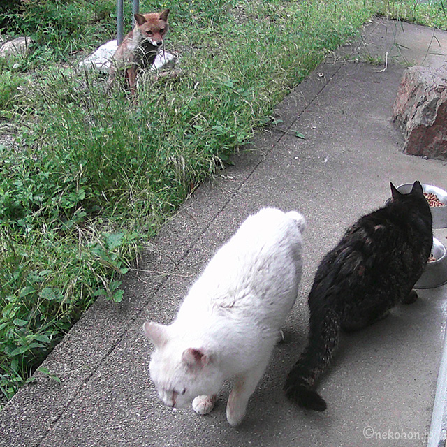 TNRした白猫チロリンとキジトラのヤマちゃん、キツネ
