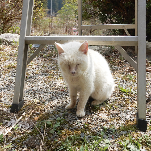 TNRした白猫チロリン