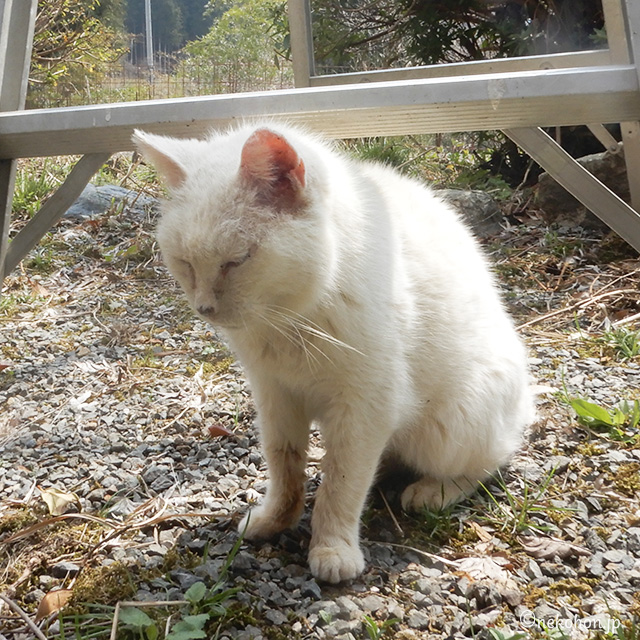 TNRした白猫チロリン