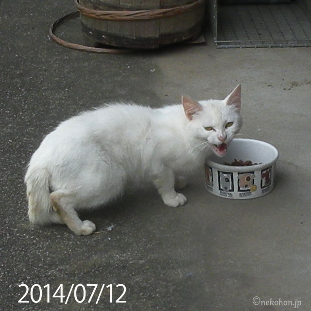 TNRした白猫チロリン