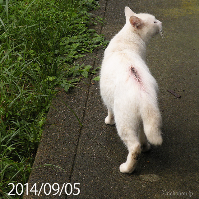 TNRした白猫チロリン