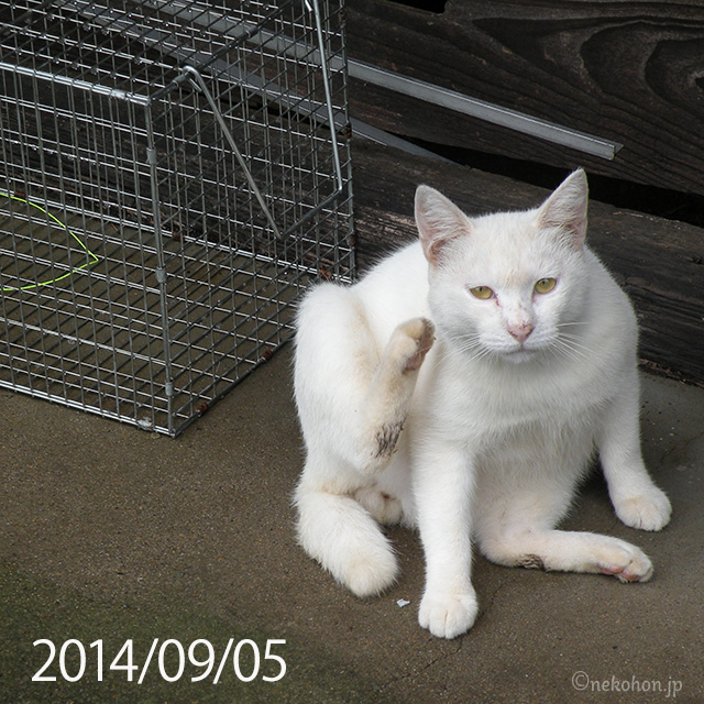 TNRした白猫チロリン