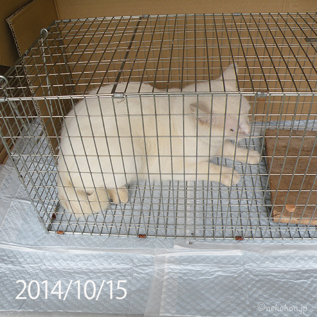 TNRした白猫チロリン