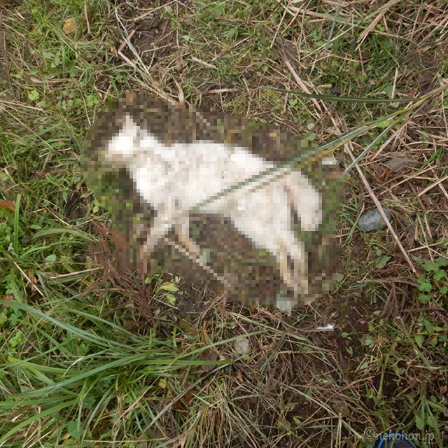 TNRした白猫チロリン