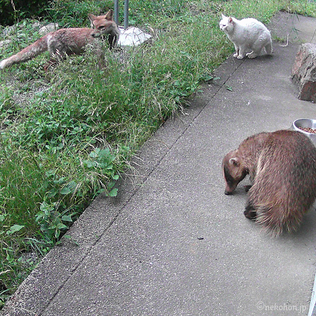 TNRした白猫チロリン、野生のキツネとアナグマ