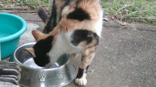 三毛猫のもみじ