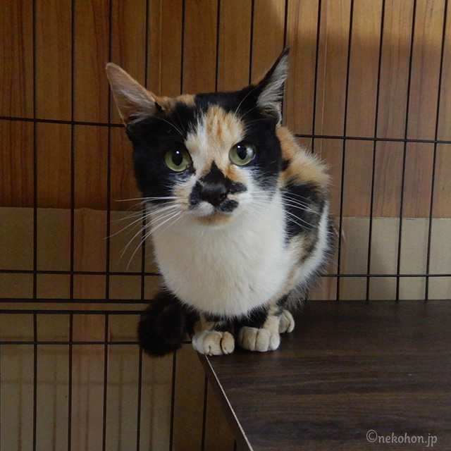 保護猫　三毛猫のもみじ