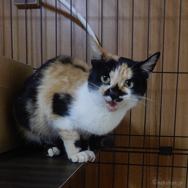 保護猫　三毛猫のもみじ