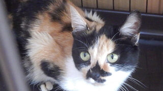 三毛猫もみじ　里親募集