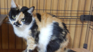 三毛猫もみじ　里親募集