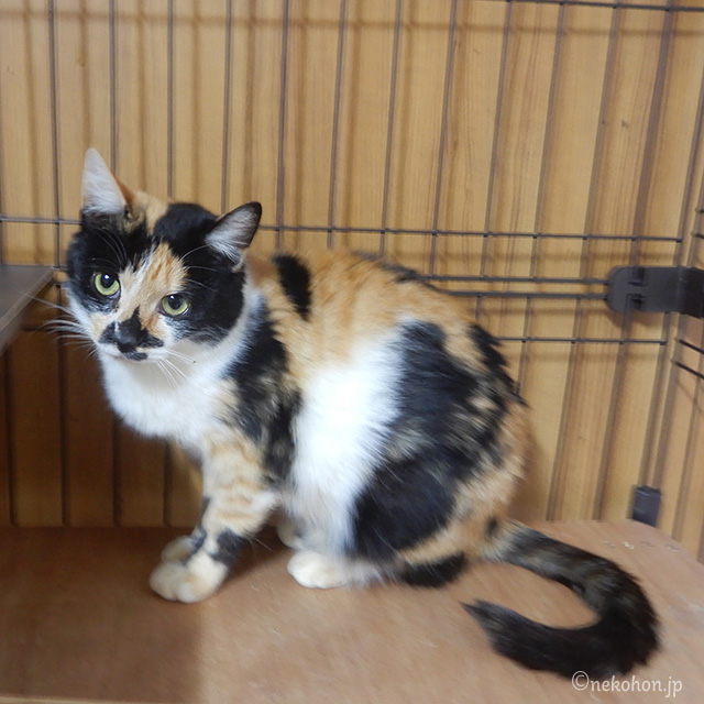 三毛猫もみじ　里親募集