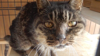 猫のヤマちゃん