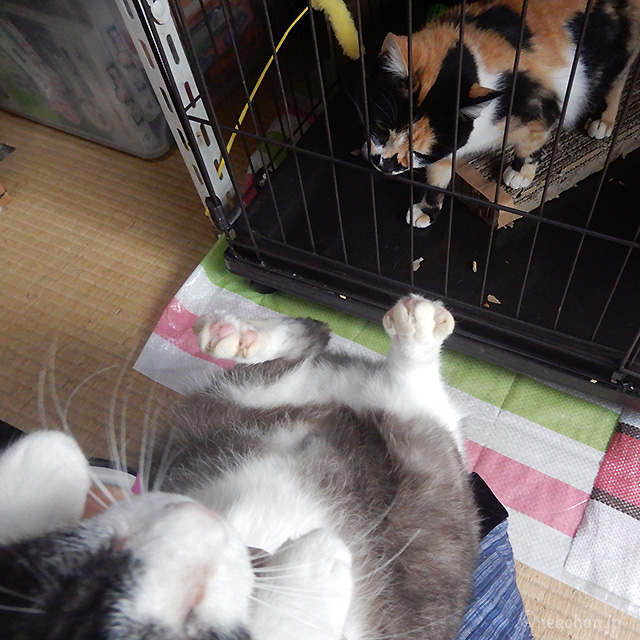 三毛猫もみじと、私に甘えるくるるん