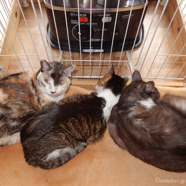 猫のまろをはさんで栄ちっちとくるるん