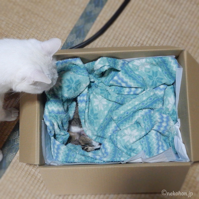 猫のまろとシロロ