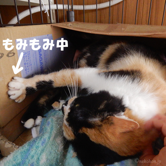 保護猫・三毛猫のもみじ お手々もみもみ仲