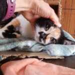 保護猫　三毛猫のもみじ