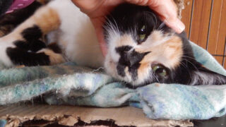 保護猫　三毛猫のもみじ