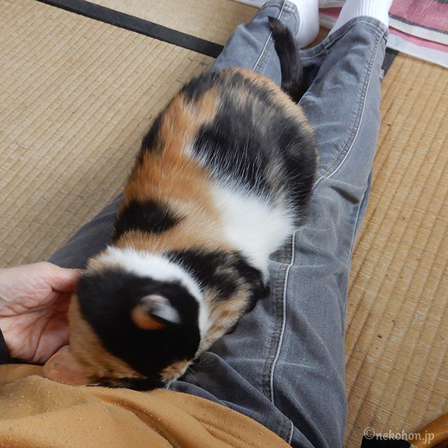 膝の上で甘える保護猫、三毛猫のもみじ