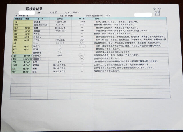 保護猫もみじの尿検査結果表