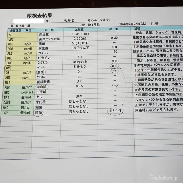 三毛猫もみじの検尿結果表