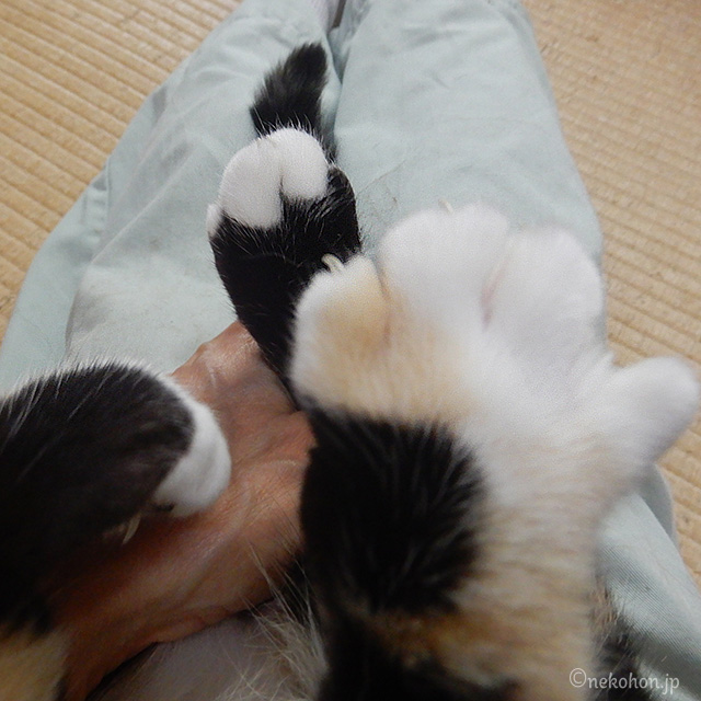 三毛猫もみじ