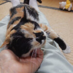 三毛猫もみじ