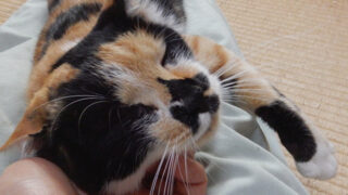 三毛猫もみじ