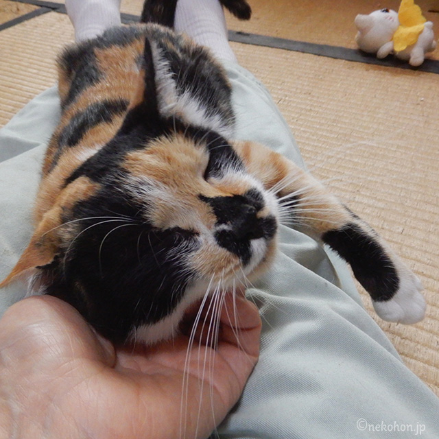 三毛猫もみじ