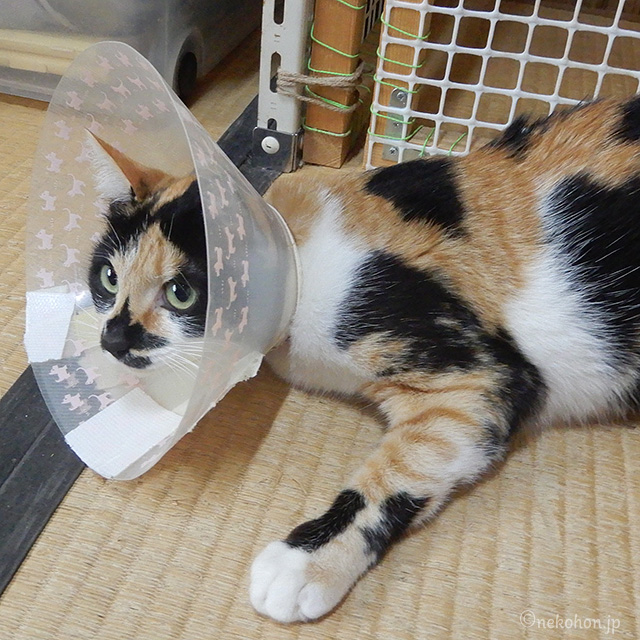 三毛猫もみじ