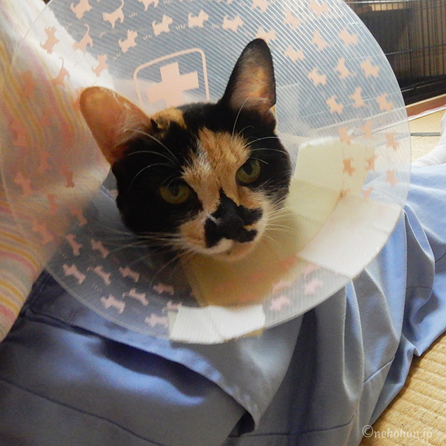 三毛猫もみじ
