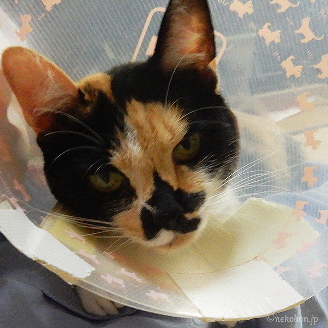 三毛猫もみじ