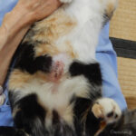三毛猫もみじ　避妊手術痕