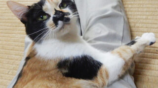 三毛猫もみじ