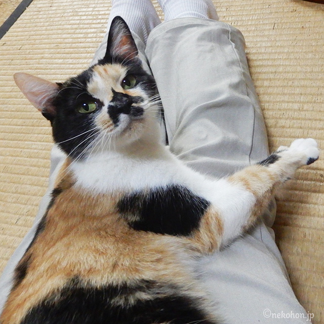 三毛猫もみじ
