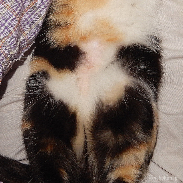保護猫 三毛猫もみじ