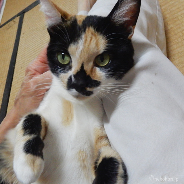 保護猫 三毛猫もみじ