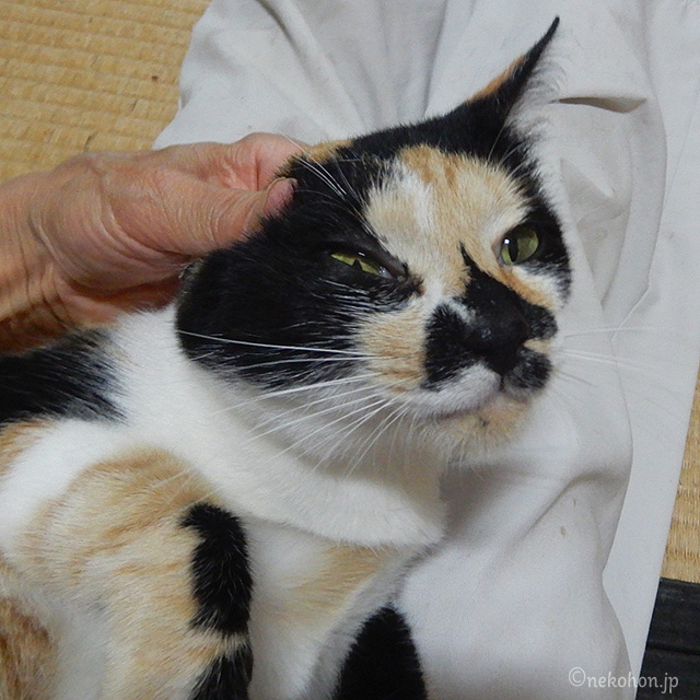 保護猫 三毛猫もみじ
