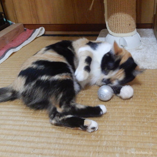 保護猫 三毛猫もみじ